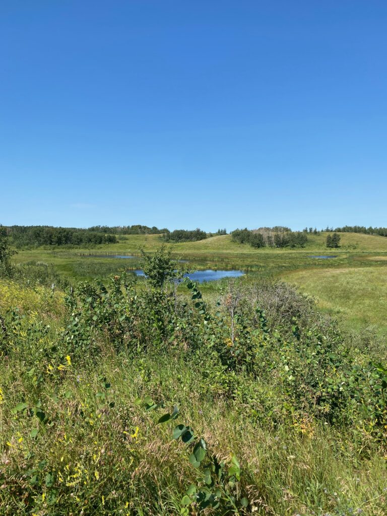 Aspen Parkland Pond